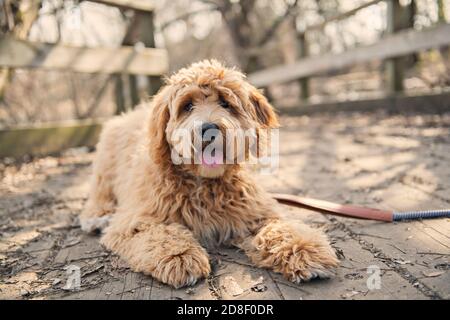 Golden Labradoodle Hund draußen in der Herbstsaison Stockfoto