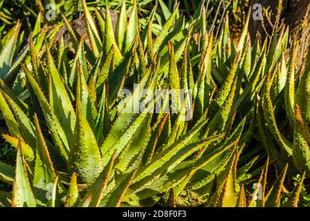 Desert Botanical Garden, Mehr Aloe Pflanzen Stockfoto