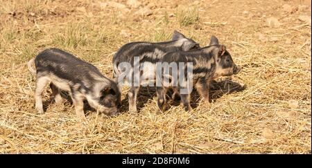 Wollige Babyschweine auf einer Farm Stockfoto