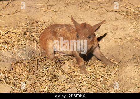 Wollige Babyschweine auf einer Farm Stockfoto