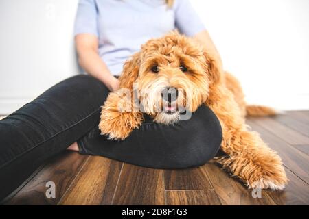 Frau mit seinem Golden Labradoodle Hund isoliert auf weißem Hintergrund Stockfoto