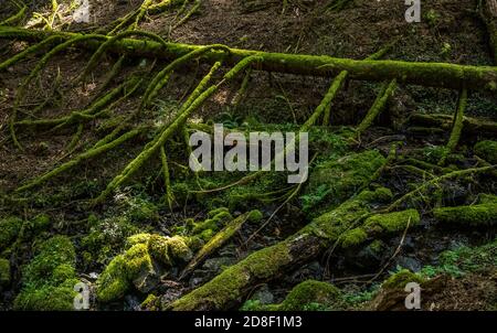 Waldboden, Moran State Park, Orcas Island, Washington, USA. Stockfoto