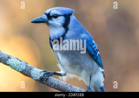 Blauer Jay, Cyanocitta cristata, Nahaufnahme, links mit goldenem Herbstlaub im Hintergrund, Kopierraum Stockfoto