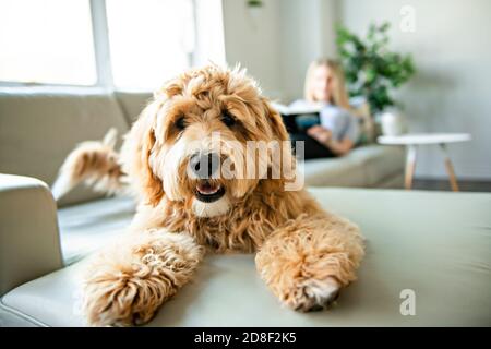 Frau mit seinem goldenen Labradoodle Hund zu Hause lesen Stockfoto