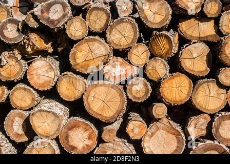 Altes trockenes Feuerholz aus der Nähe als Holzhintergrund gestapelt Stockfoto