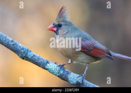 Nördlicher Kardinal, Cardinalis cardinalis, weibliche Nahaufnahme thront nach links mit goldenem Herbstlaub Hintergrund Kopie Raum Stockfoto