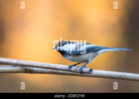 Black-capped Chickadee, Poecile atricapillus, Nahaufnahme gehockt mit Blick nach links auf goldenen Herbst Laub Hintergrund Kopie Raum Stockfoto