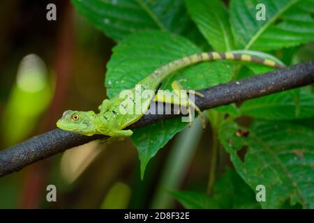 Grüne Basiliscus plumifrons Basilisk - auch als das grüne Basilisk, die Doppelte crested Basilisk, oder Jesus Lizard, Arten der Eidechse in t Stockfoto