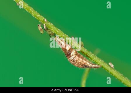 Grüne Lacewing (Chrysoperla carnea), Larvenfütterung an Blattläusen, Hill Country, Central Texas, USA Stockfoto