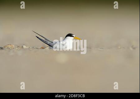 Least Tern (Sterna antillarum), Erwachsener sitzt auf Nest, South Padre Island, Texas, USA Stockfoto