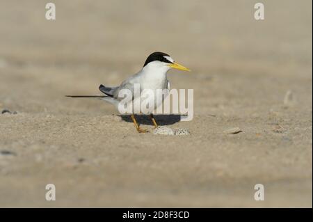 Least Tern (Sterna antillarum), Erwachsener sitzt auf Nest, South Padre Island, Texas, USA Stockfoto