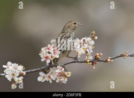 Pine Siskin (Carduelis pinus), Erwachsener auf blühenden mexikanischen Pflaume (Prunus mexicana), Hill Country, Central Texas, USA Stockfoto