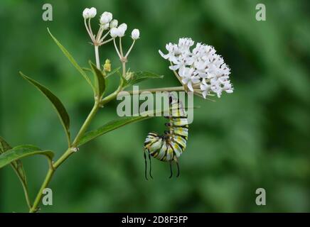 Königin (Danaus gilippus), Raupenpuppe auf Aquatic Milkweed (Asclepias perennis), Serie, Hill Country, Central Texas, USA Stockfoto