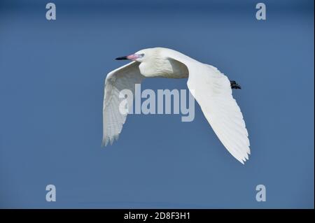Rötliche Reiher (Egretta ufescens), Erwachsene weiße Morphe im Flug, South Padre Island, Texas, USA Stockfoto