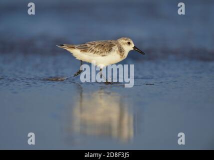 Sanderling (Calidris alba), Laufsport für Erwachsene, South Padre Island, Texas, USA Stockfoto