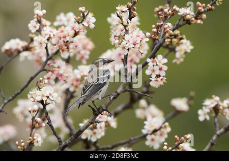 Gelbwurmsänger (Dendroica coronata), erwachsen in blühender mexikanischer Pflaume (Prunus mexicana), Hill Country, Central Texas, USA Stockfoto