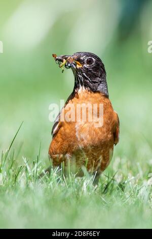 Amerikanischer Robin (Turdus migratorius), mit Insekten gefüllter Schnabel, Nordamerika, von Dominique Braud/Dembinsky Photo Assoc Stockfoto