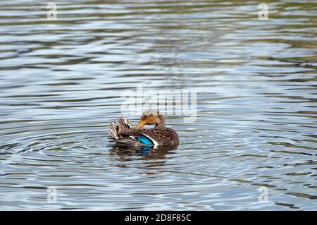 Mallard Ente (Anas platyrhynchos) Weibchen preening in Wellen von Wasser zeigt ihr blaues Spekulum. Stockfoto