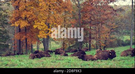 Wisenherde auf Grasfeld mit Herbstblättern im Hintergrund. Stockfoto