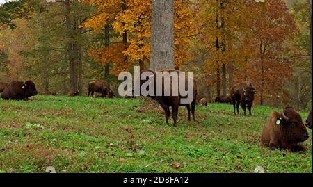 Wisenherde auf Grasfeld mit Herbstblättern im Hintergrund. Stockfoto