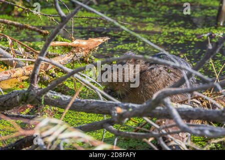 Bisamratte (Ondatra zibethicus), die auf einem Haufen von verschiedenen Ästen ruht, die von Bibern im Teich gesammelt wurden, Castle Rock Colorado USA. Stockfoto