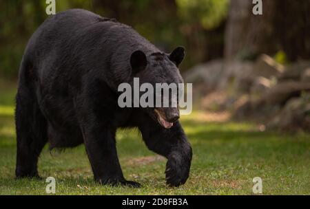 Schwarzer Bär-Portrait Stockfoto