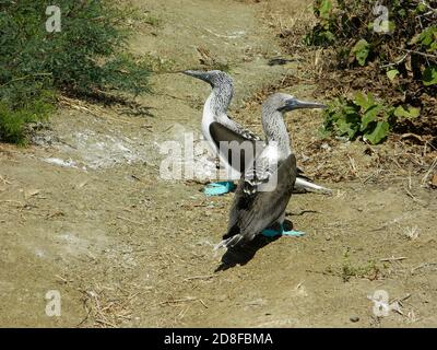 Blue footed boobies auf der Insel Stockfoto