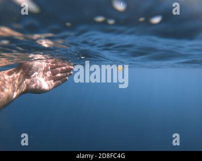 Nahaufnahme einer Taucherhand, die versucht, einen zu fangen Kleine Quallen unter Wasser Stockfoto
