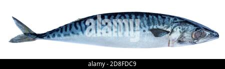 Atlantischer Makrelenfisch isoliert auf weißem Hintergrund. Norwegische Makrele (Scomber scombrus) Nahaufnahme. Makro frischer roher Fisch Stockfoto