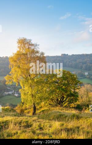 Eiche und Silber Birken auf dem Hügel gegenüber Sheepscombe Dorf in den frühen Morgen Herbst Sonnenaufgang Licht. Cotswolds. Gloucestershire, England Stockfoto