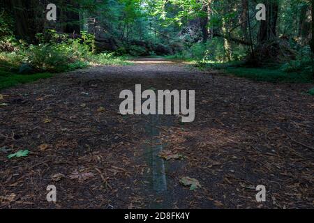 Ein gestürzter Rotholz überquert einen verlassenen Abschnitt des Avenue of the Giants und US 101 in der Nähe von Pepperwood entlang Der Redwood Highway im Norden von Califo Stockfoto