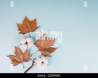 Herbstkomposition. Muster aus Baumwollblumen, getrocknete Blätter auf blauem Hintergrund. Herbst, Herbst Konzept. Flach liegend, Draufsicht. Stockfoto