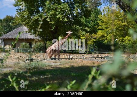 Giraffas in Bursa Zoo an sonnigen Tagen. Türkei. Stockfoto