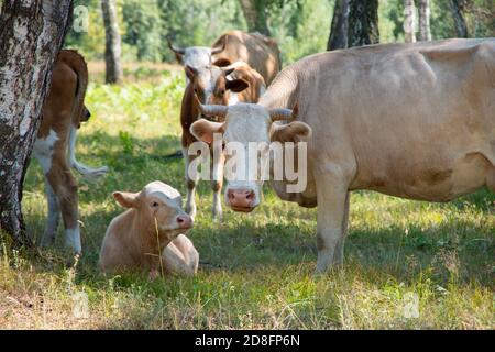 Eine Herde Kühe mit Kälbern unter den Bäumen, ein Kalb liegt auf dem Gras unter einem Baum, eine Kuh steht in der Nähe Stockfoto