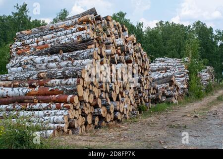 Gefällte Baumstämme. Gechiptes Brennholz, Birkenstämme sind darauf gestapelt. Gesammelte Protokolle für die holzverarbeitende Industrie Stockfoto