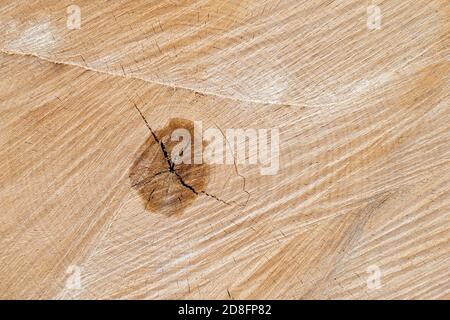 Alte hölzerne Birke Schnittfläche. Detailreiche warme dunkelbraune und orange Töne von gefällten Stamm oder Stumpf. Raue organische Textur Stockfoto