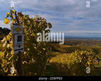 Durbach, Baden-Württemberg, Deutschland - 10/26/2020: Wegweiser durch die Weinberge von Durbach mit gelben Blättern. Stockfoto