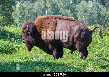 Ein männlicher amerikanischer Bison steht auf einer Lichtung. Nahaufnahme Stockfoto