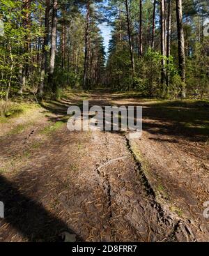 Mischwald in der Herbstsaison Stockfoto