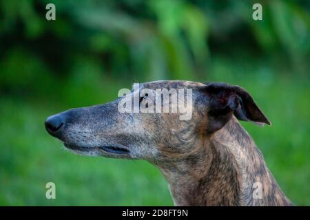 Spanischer Greyhound Galgo, der nach dem Herumspringen auf das Essen aufmerksam gemacht hat Stockfoto