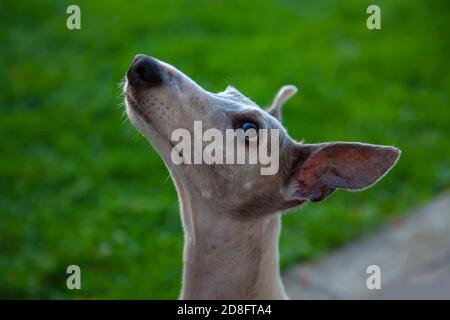 Kleine Greyhound zahlen Aufmerksamkeit für Essen nach dem Herumspringen Stockfoto