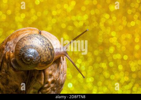 Schnecke auf der Oberseite der Mutter von oben Golden Bokeh Hintergrund Stockfoto