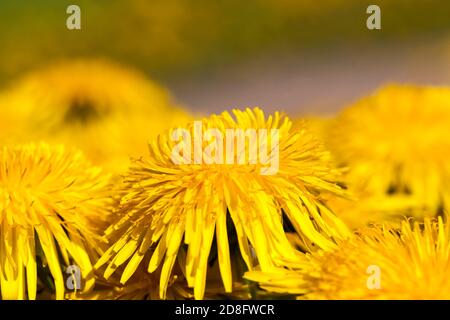 Details von gelben frischen Löwenzahn Stockfoto