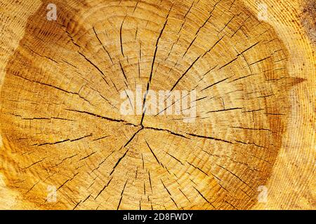 Jahresringe auf einem gesägten Baum Stockfoto