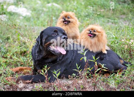 Junge pommern und Rottweiler, Bild in der Natur, im Herbst Stockfoto