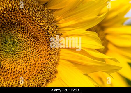 Leuchtend gelbe Blütenblätter auf gelben Sonnenblumen Stockfoto
