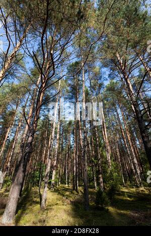 Mischwald in der Herbstsaison Stockfoto