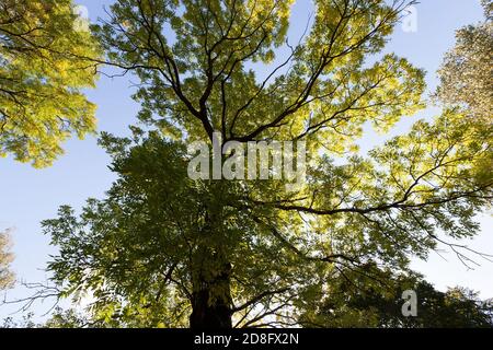 Ahornblatt in der Herbstsaison Stockfoto