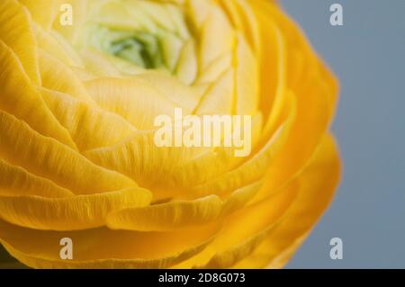 Ranunculus Blume über Papier Hintergrund, Nahaufnahme Stockfoto
