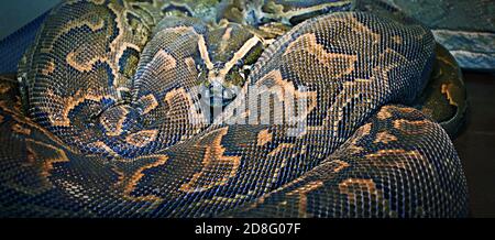 Hieroglyphen Python oder Felspython (lat. Python sebae ist eine sehr große, nicht giftige Schlange aus echten Pythons Stockfoto